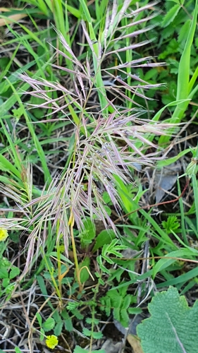 Image of Festuca geniculata by (c) Andrea Meucci, some rights reserved (CC BY-SA)