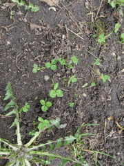 Trifolium repens