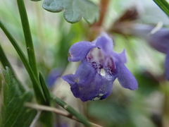 Glechoma hederacea