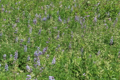 Lupinus perennis