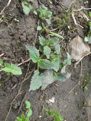 Lamium album