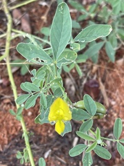 Crotalaria damarensis