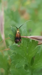 Nemophora fasciella