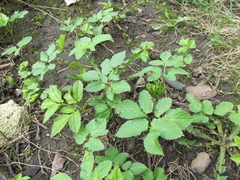 Aegopodium podagraria