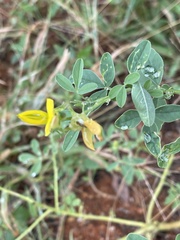 Crotalaria damarensis
