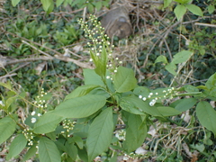 Prunus padus