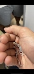 Ptyodactylus
