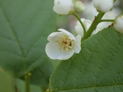 Prunus padus