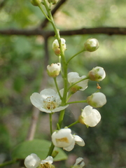 Prunus padus