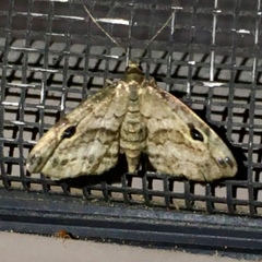 Melanomma auricinctaria