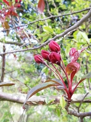 Malus halliana