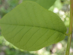 Prunus padus