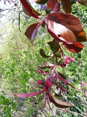 Malus halliana
