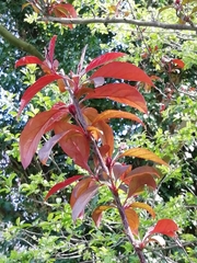 Malus halliana