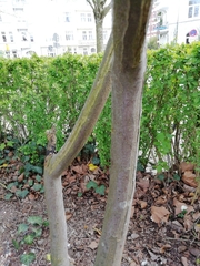 Malus halliana
