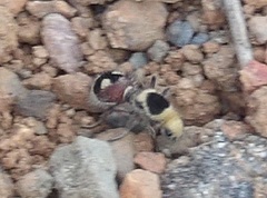 Dasymutilla sicheliana