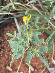Crotalaria damarensis