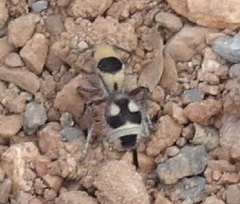 Dasymutilla sicheliana