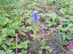 Veronica porphyriana