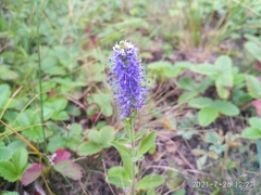 Veronica porphyriana