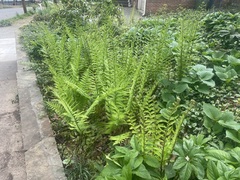 Dryopteris × australis