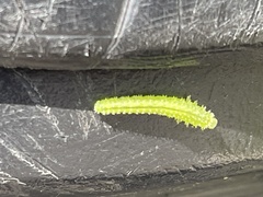 Insecta
