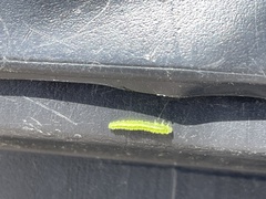 Insecta
