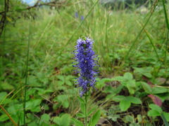 Veronica porphyriana