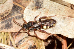 Nomada