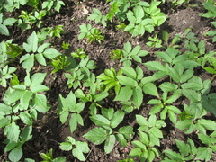 Aegopodium podagraria