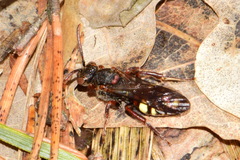 Nomada