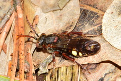 Nomada