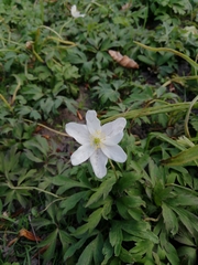 Anemonoides nemorosa