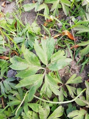 Anemonoides nemorosa