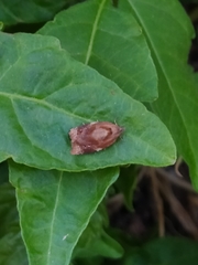 Ditula