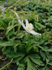 Anemonoides nemorosa