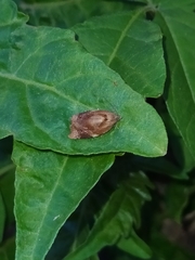 Ditula
