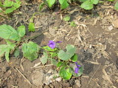 Viola odorata