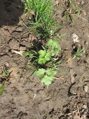 Ranunculus repens
