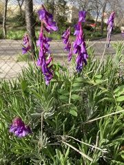 Vicia eriocarpa
