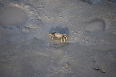 Macrophthalmus