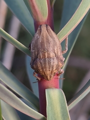 Odontotarsus