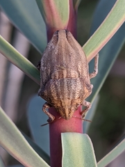 Odontotarsus