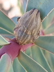 Odontotarsus
