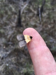 Exyra semicrocea