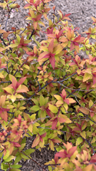 Spiraea japonica
