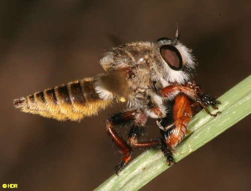 Hairy Robber Fly