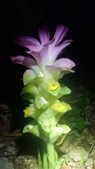 Curcuma aromatica