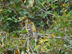 Pheucticus aureoventris