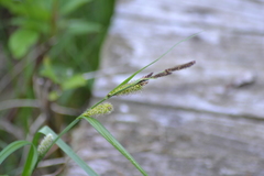 Carex pellita